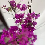 Himalayas 招待所 4*