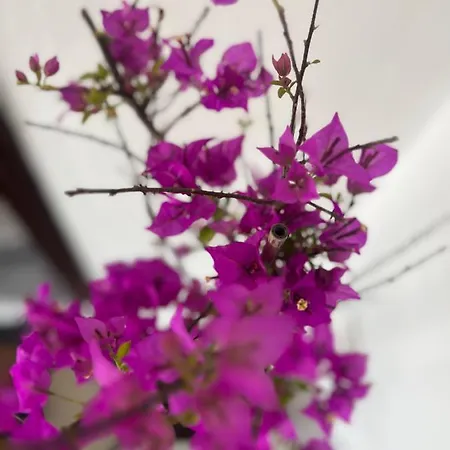 Himalayas Pensjonat 4*